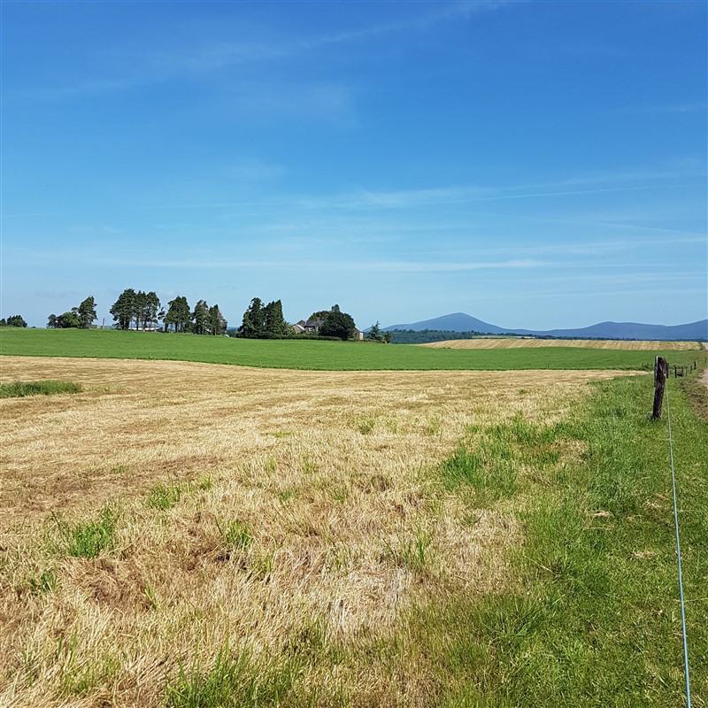 Leftfootdaisy-dyeing-in-the-sun-sky (800 x 800)