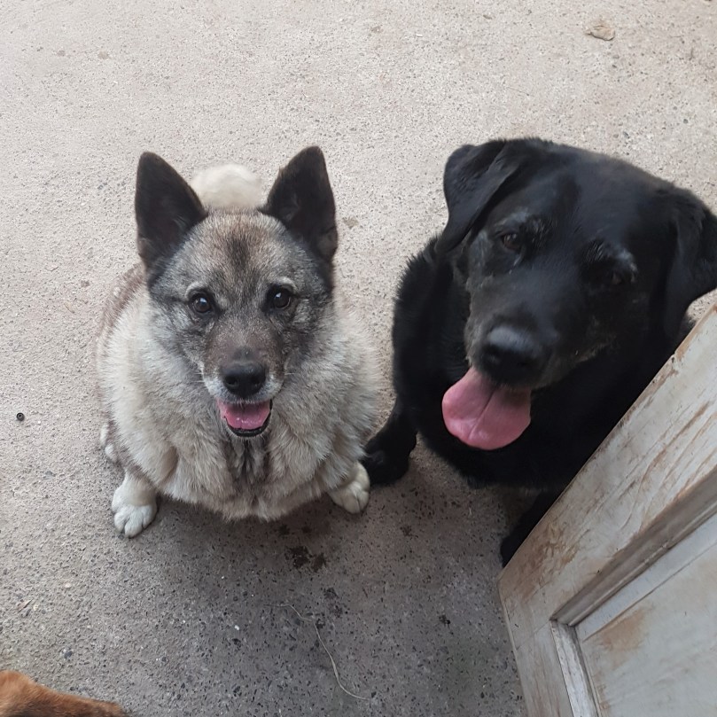 leftfootdaisy-all-about-the-socks-Roach