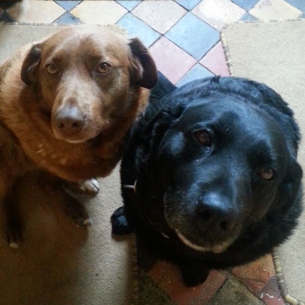 leftfootdais-puppy-rizla